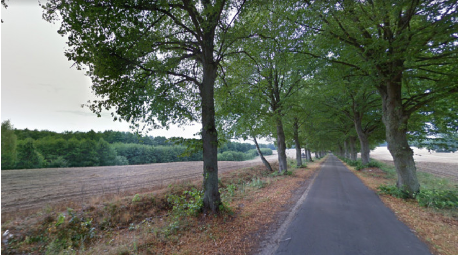 Zdjęcie do Chcą uchronić  jak najwięcej lip